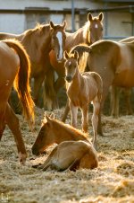 IMG_8926-Улучшено-Ум. шума.jpg