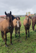 Снимок экрана 2025-10-15 в 00.07.14.png