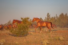 IMG_5380-Улучшено-Ум. шума.jpg