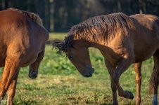 IMG_0964-Улучшено-Ум. шума.jpg