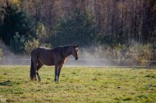 IMG_0961-Улучшено-Ум. шума.jpg