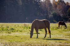 IMG_0953-Улучшено-Ум. шума.jpg