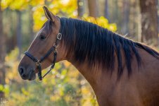 IMG_1092-Улучшено-Ум. шума.jpg