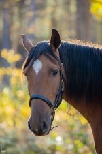 IMG_1068-Улучшено-Ум. шума.jpg