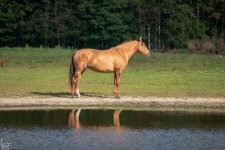 IMG_9798-Улучшено-Ум. шума copy.jpg