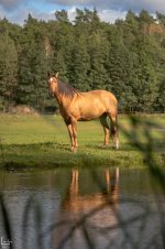 IMG_9766-Улучшено-Ум. шума.jpg