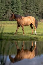 IMG_9725-Улучшено-Ум. шума.jpg