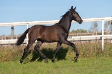 GEF_1897 копия.jpg