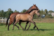 GEF_1160 копия.jpg