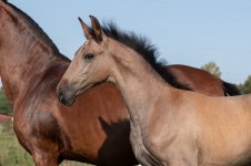 GEF_1073 копия.jpg