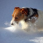 IMG_2694 копия.jpg