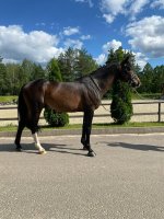 голштин алмазово.jpg