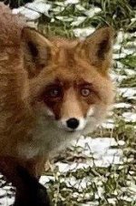 Шнырик_зима без снега.jpeg