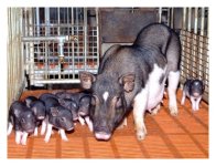 Morphological-appearance-of-outbred-WZS-minipig.jpg