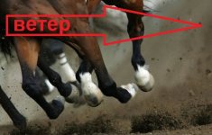 копыта по ветру.jpg