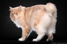 Ольгерд Патронович Золотая Середина.jpg