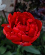 IMG_20260403_235151.jpg