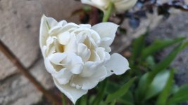 IMG_20260402_201020.jpg