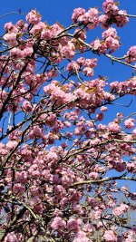 IMG_20260407_100136.jpg
