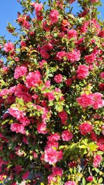 IMG_20260407_100217.jpg