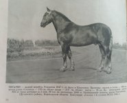 воронежский упряжной.jpg воронежский упряжной.jpg