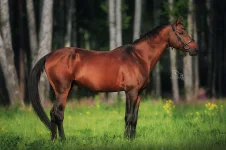 Миргалим-шах2.webp