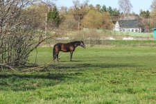 IMG_0167.jpg