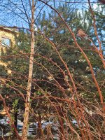 IMG_20260413_173633.jpg