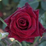 ver_100379_5_1000x.webp
