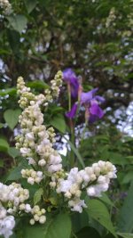 IMG_20260416_204418.jpg