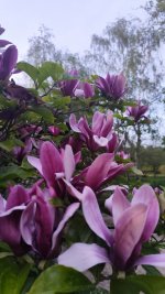 IMG_20260416_204318.jpg