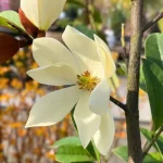 michelia-magnolia-fairy-cream.webp