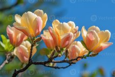 yellow-magnolia-flowers-blooming-on-branch-against-blue-sky-photo.jpg