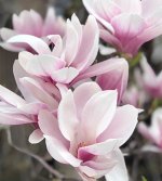 magnolia-soulangeana-4.jpg