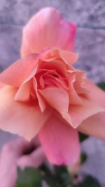 IMG_20260418_210028.jpg