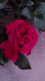 IMG_20260418_210121.jpg