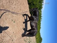 IMG_1517.jpeg