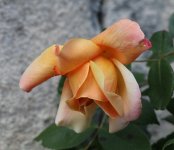 IMG_6246 copie.JPG
