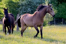 IMG_6090 copie.JPG