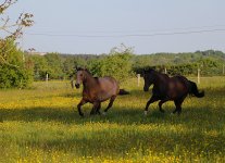 IMG_6111 copie.JPG