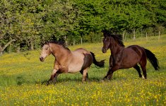 IMG_6115 copie.JPG