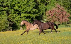 IMG_6120 copie.JPG