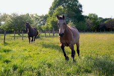 IMG_6135 copie.JPG