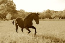 IMG_6140 copie.JPG