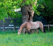 IMG_6158 copie.JPG