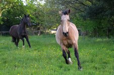 IMG_6177 copie.JPG