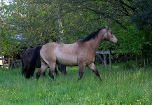 IMG_6192 copie.JPG