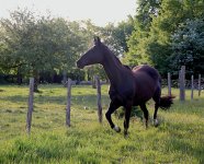 IMG_6239 copie.JPG