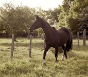 IMG_6240 copie.JPG