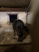 IMG_7415.jpeg